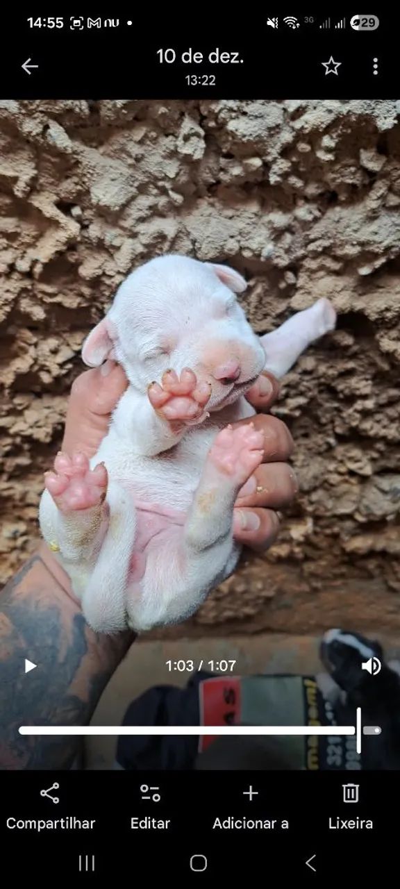 Filhote Pitbull 