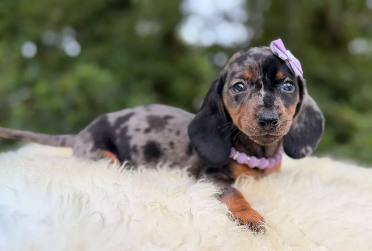 Linguicinha Dachshund  - Foto 3