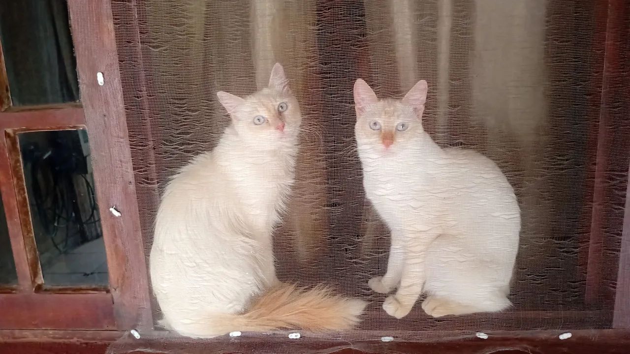 Animais de estimação  - Foto 2