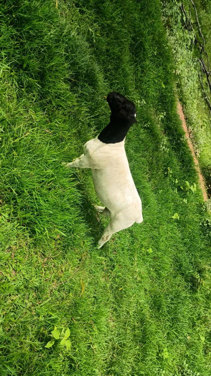 Caneiro reprodutor  - Foto 3