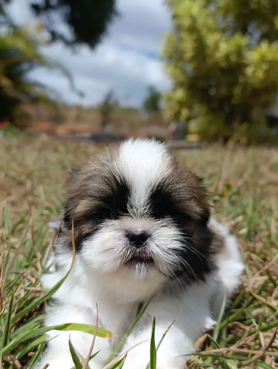 ShihTzu  - Foto 3