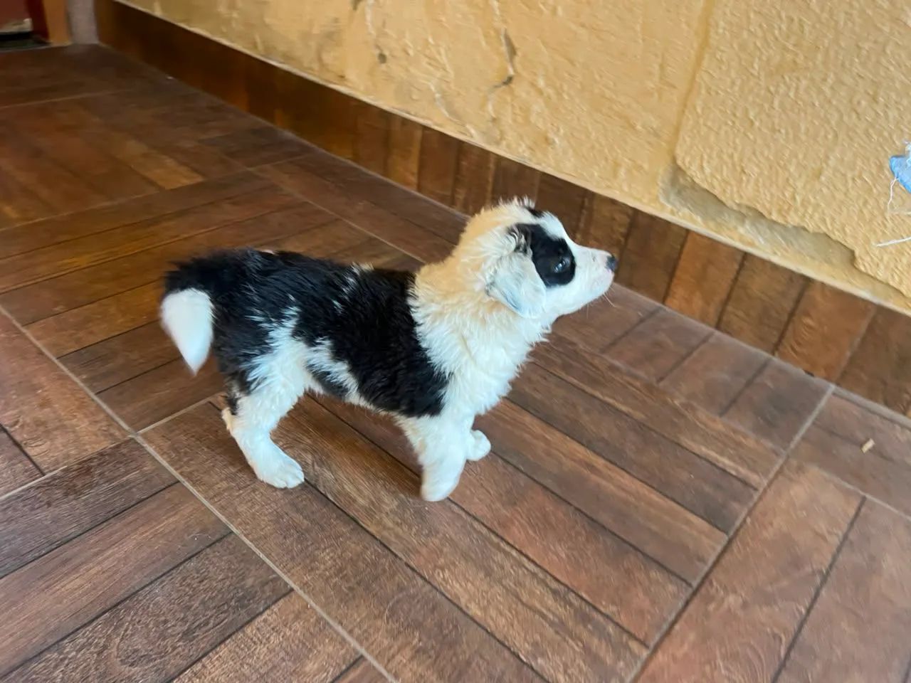 Border Collie  - Foto 3