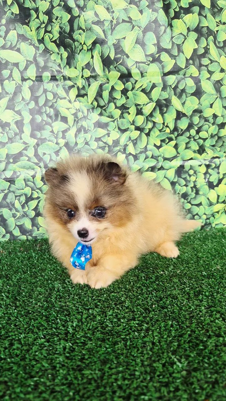 Macho de Spitz Alemao - Foto 2