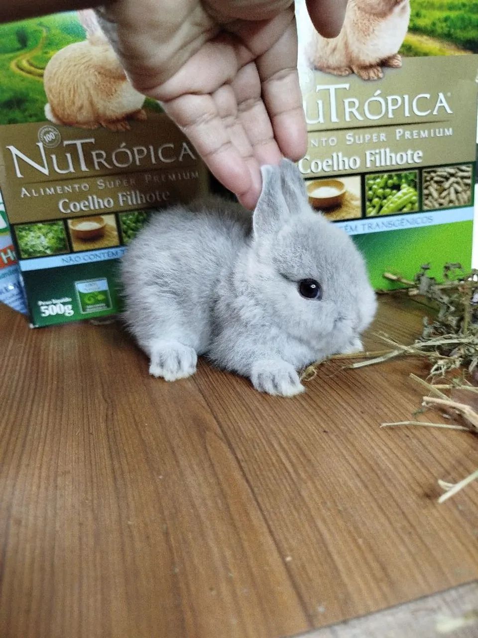 Encomenda Anão Netherland Dwarf Filhote 