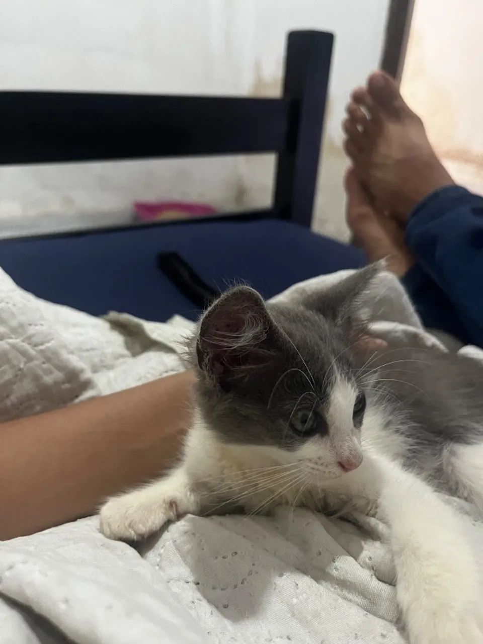 Animal  - Foto 3