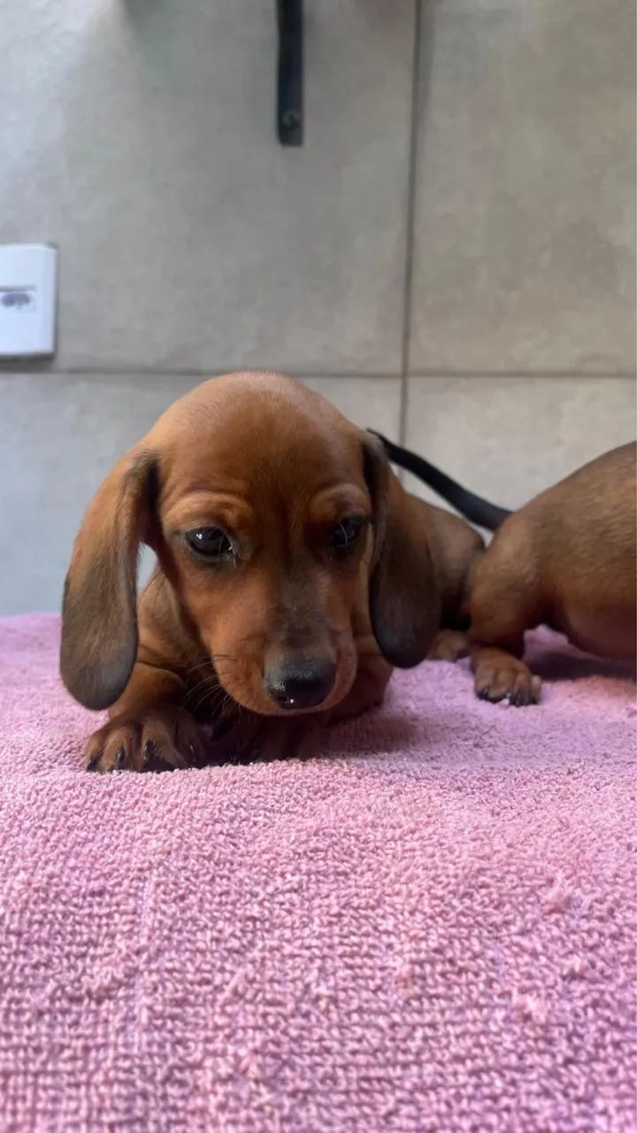 Cachorro salsicha