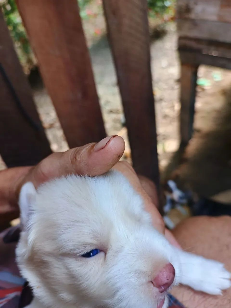 Cachorro husky siberiano - Foto 4