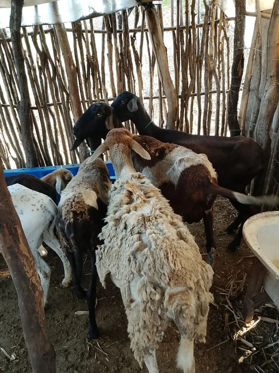 Vendo ovelhas  - Foto 4