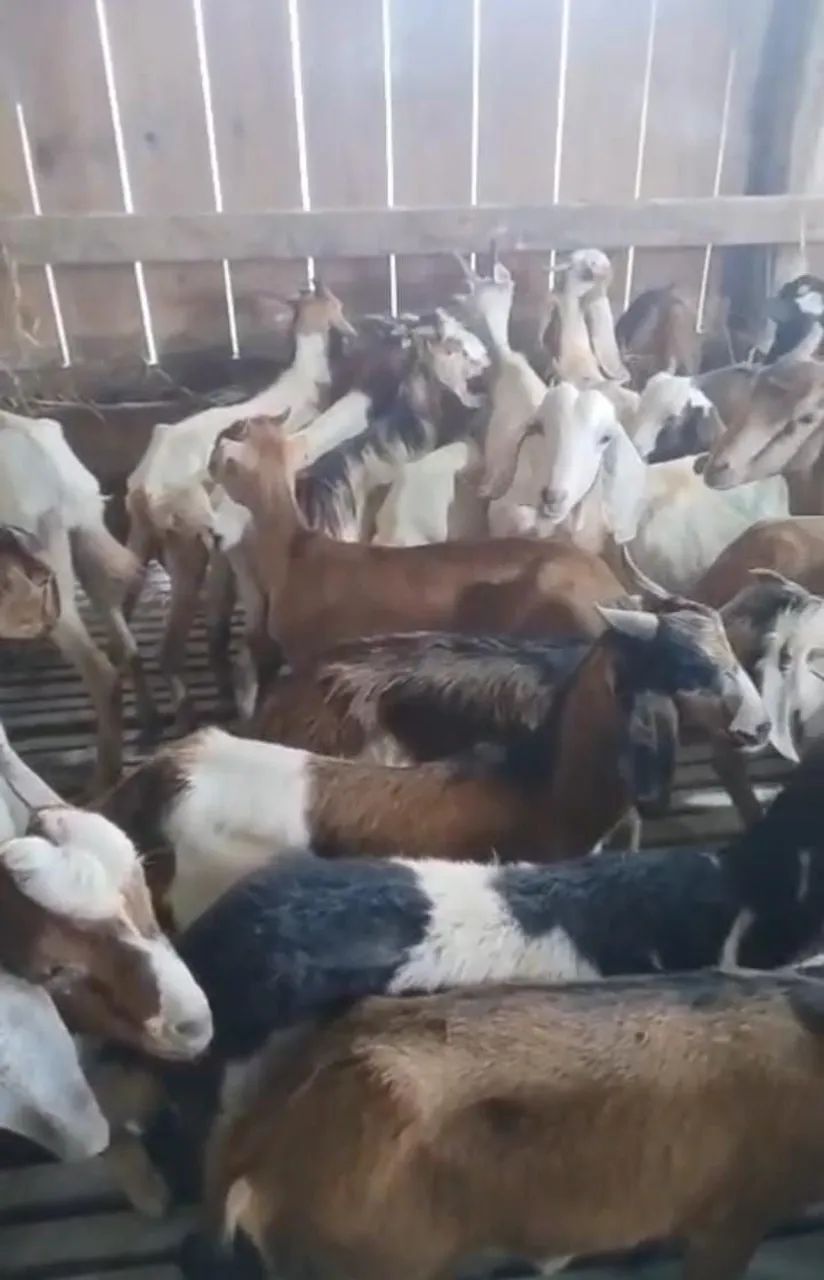 Cabrito por 400$ a cabeça 