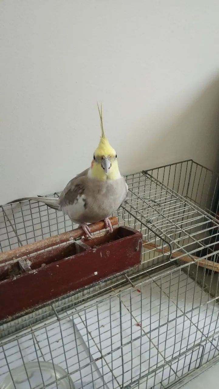 Gaiolas