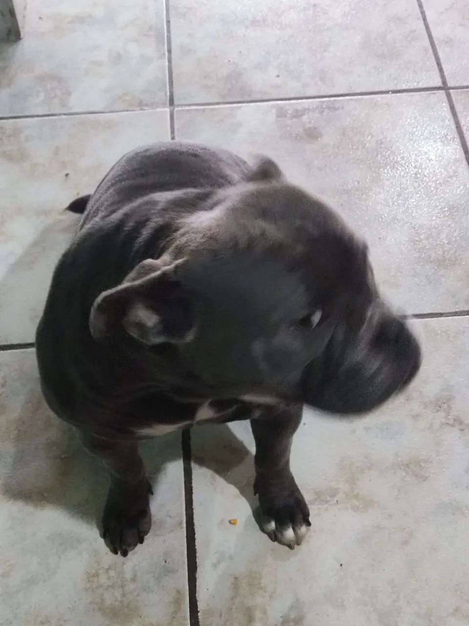 Vendo American bully - Foto 3