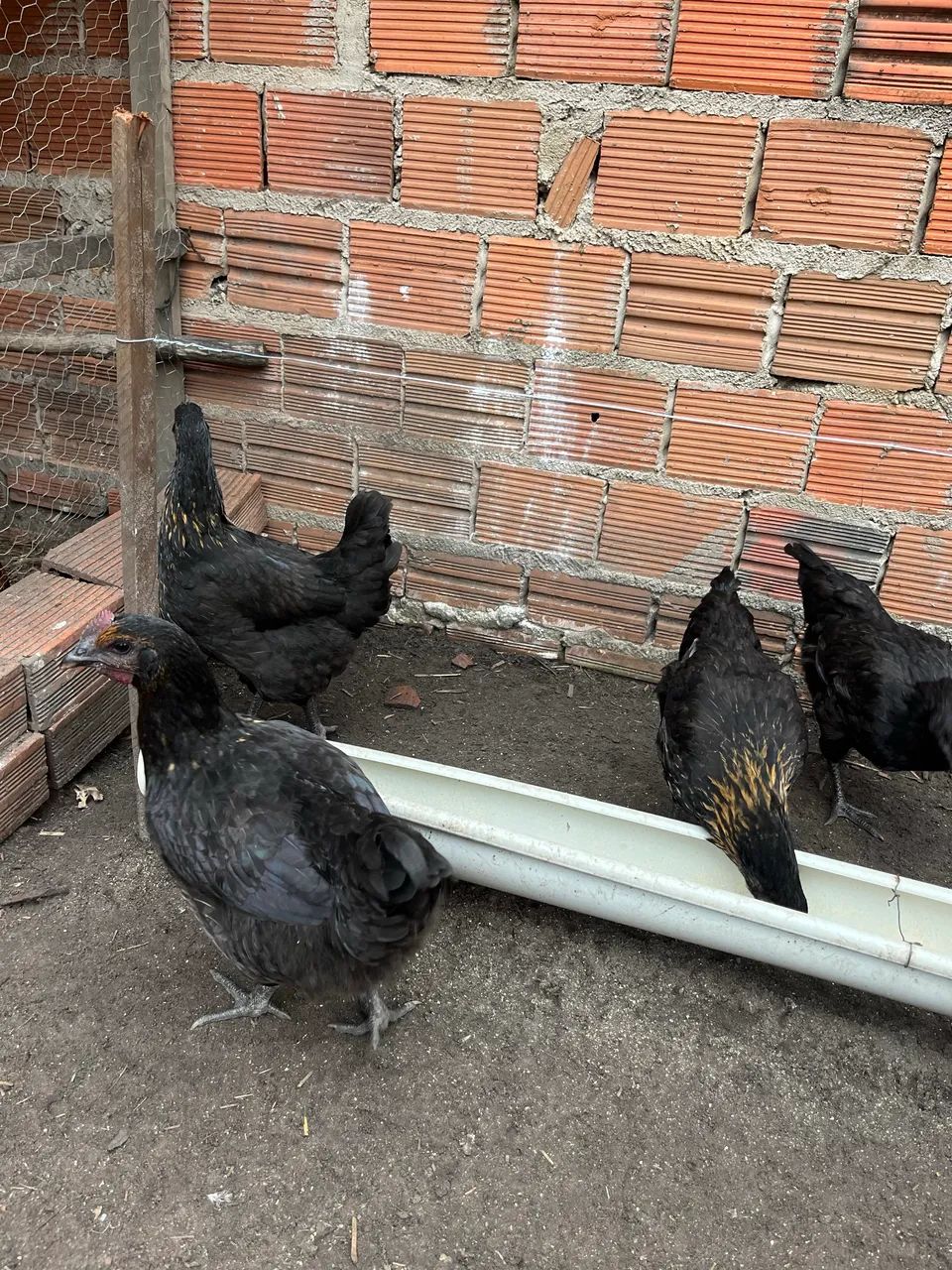 Animais - Foto 4