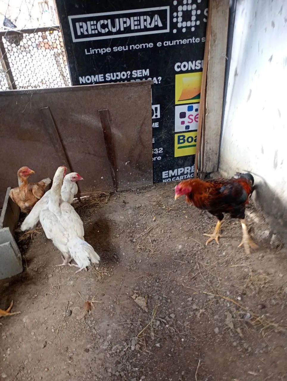 2 FRANGOS DE RAÇA  - Foto 3