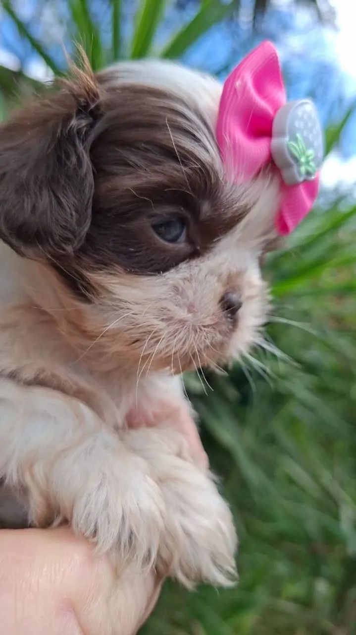 FEMEAS DE SHIH TZU  - Foto 3