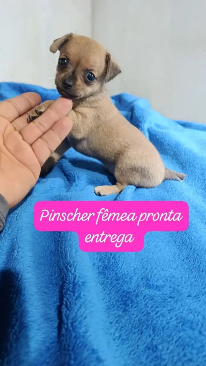 Linda - Foto 2