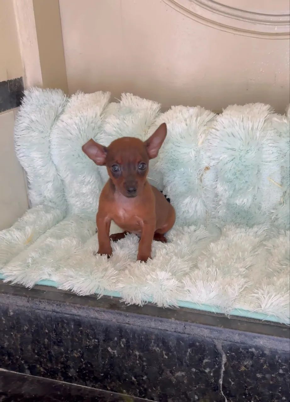 Cachorro  - Foto 2