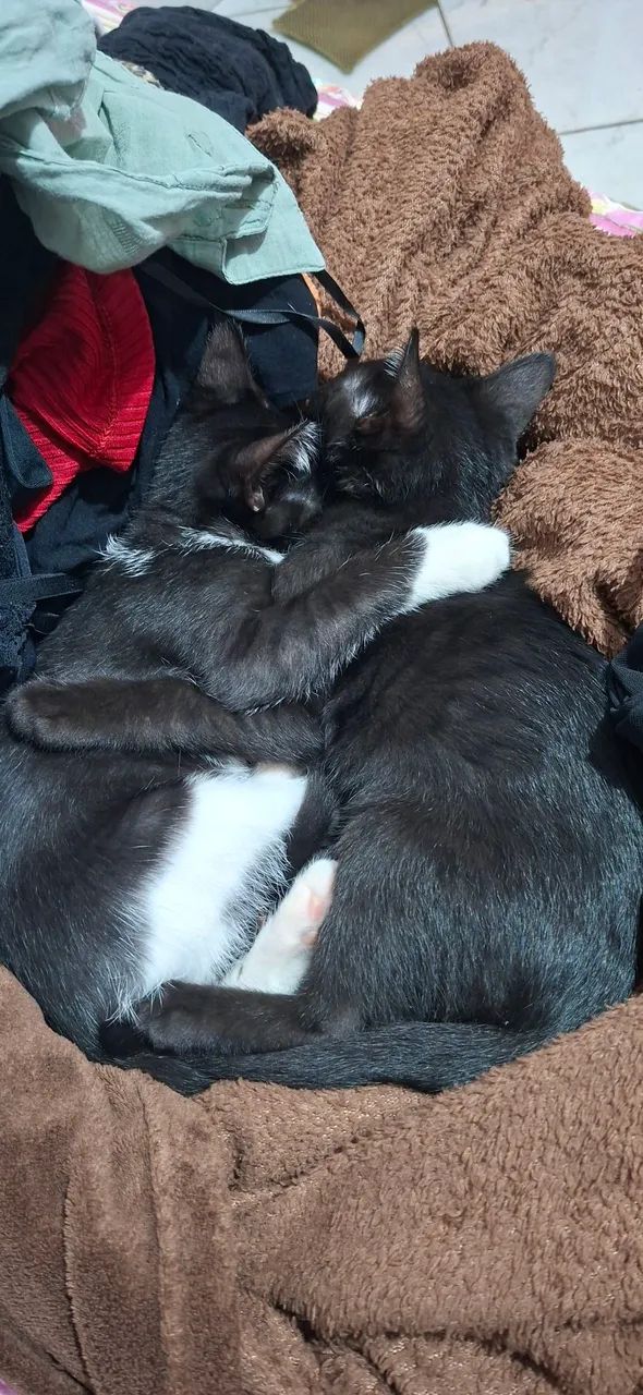 Gatinhos  - Foto 2