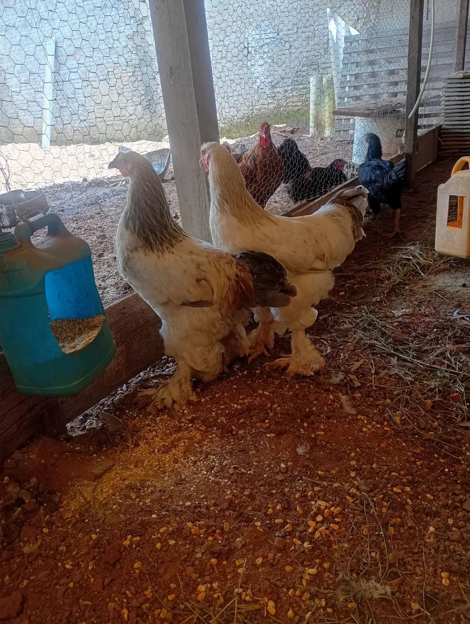Promoção pintinhos brahma 5 und.por 100$ - Foto 6