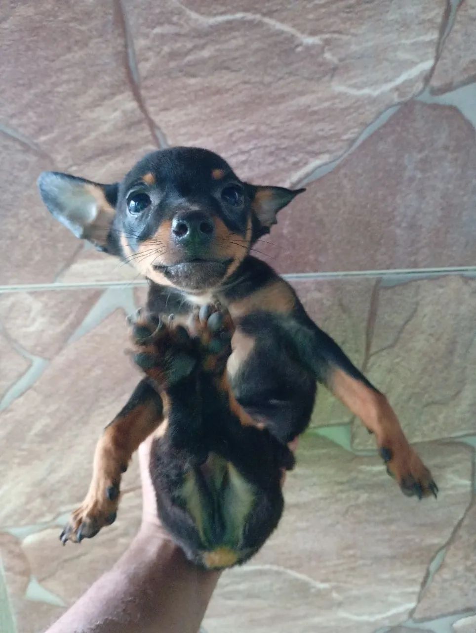 Pinscher Filhotes  - Foto 5