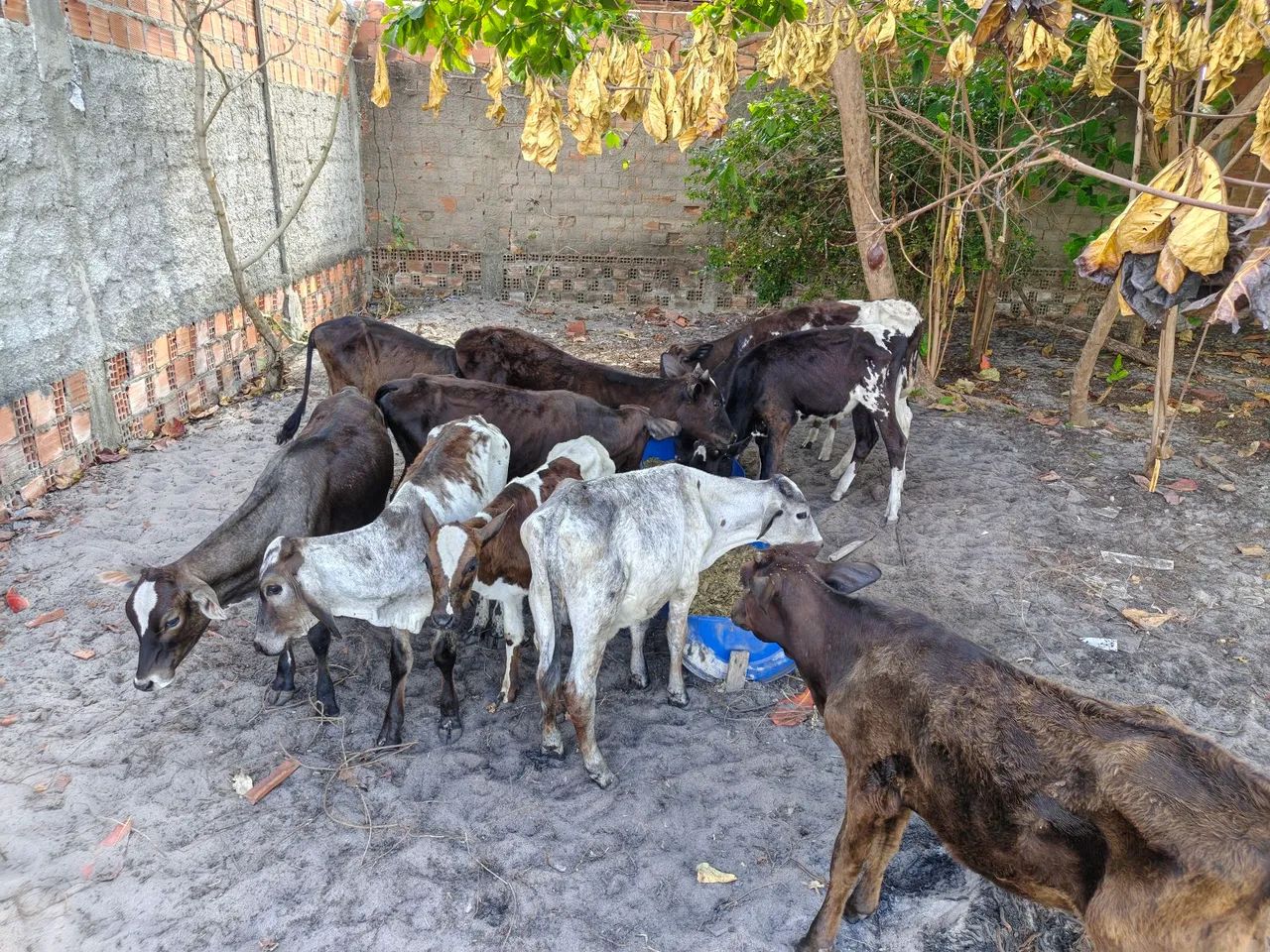 Vendo lote com bezerras e bezerros 