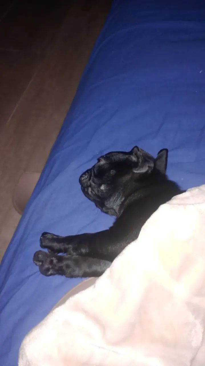 Pug macho promoção  - Foto 2