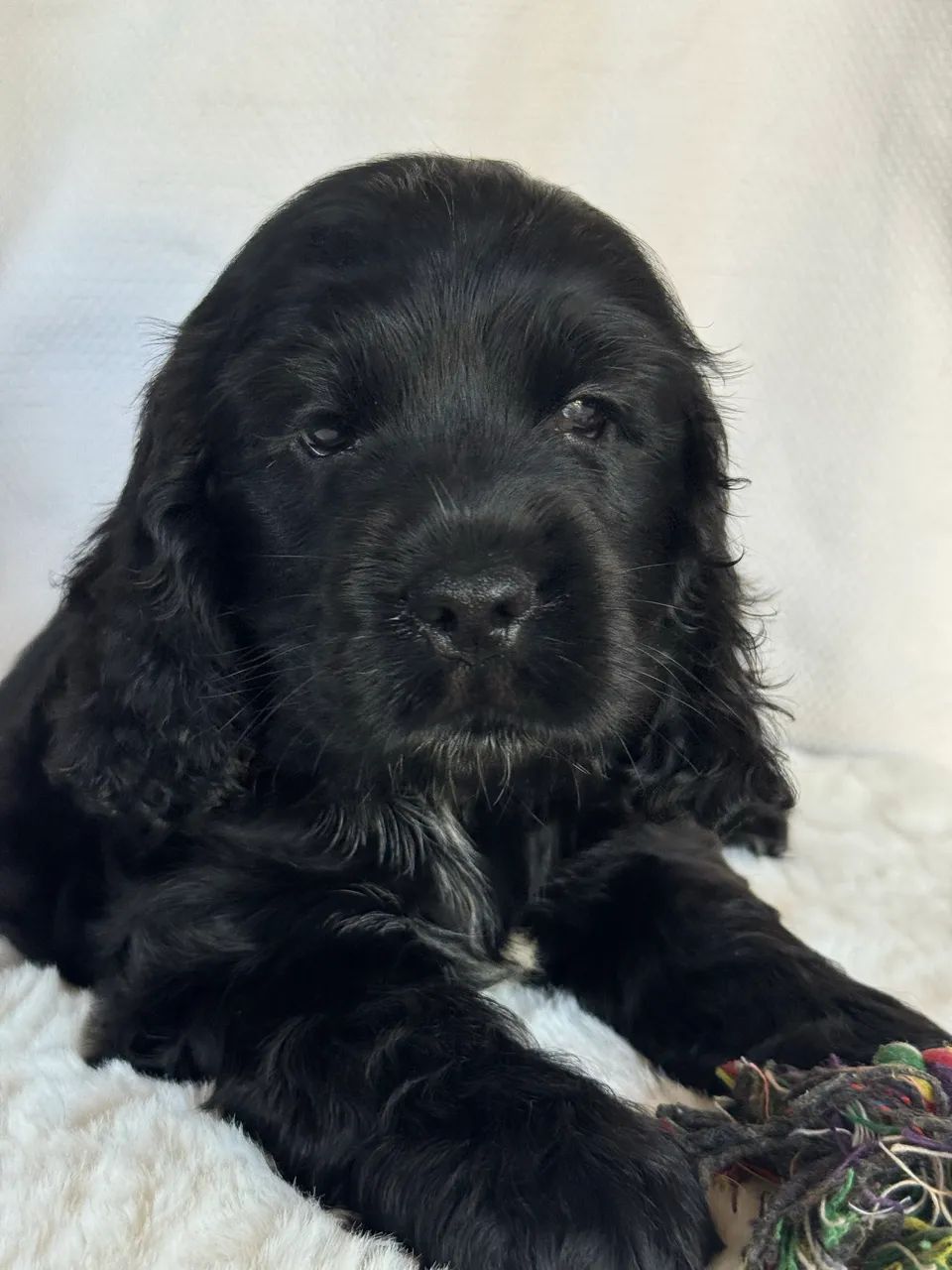 Cocker Spaniel Inglês  - Foto 4