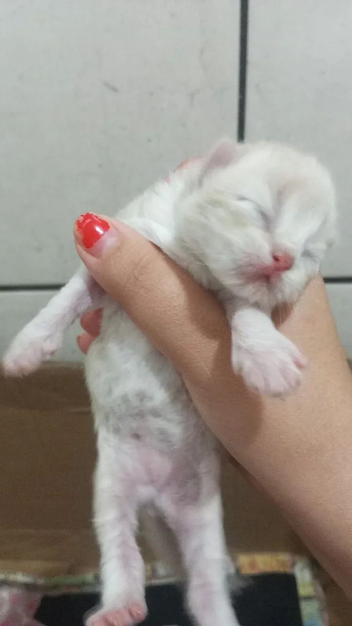 Vendo gatos persa - Foto 2