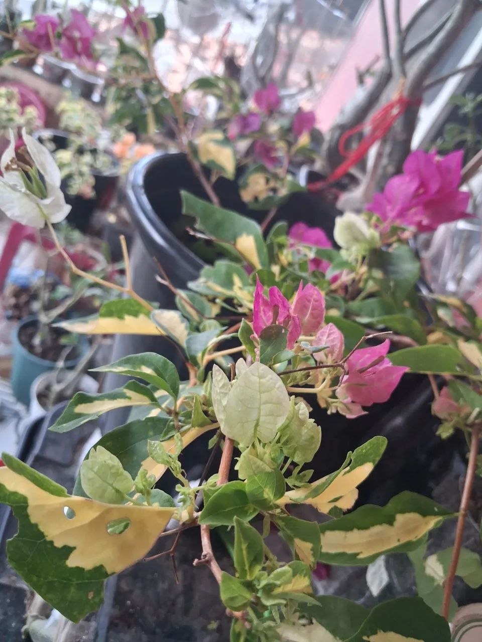 Manaca  rosa com branco e variegato - Foto 3