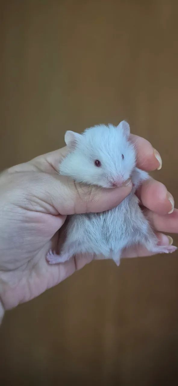 Hamster - Foto 3