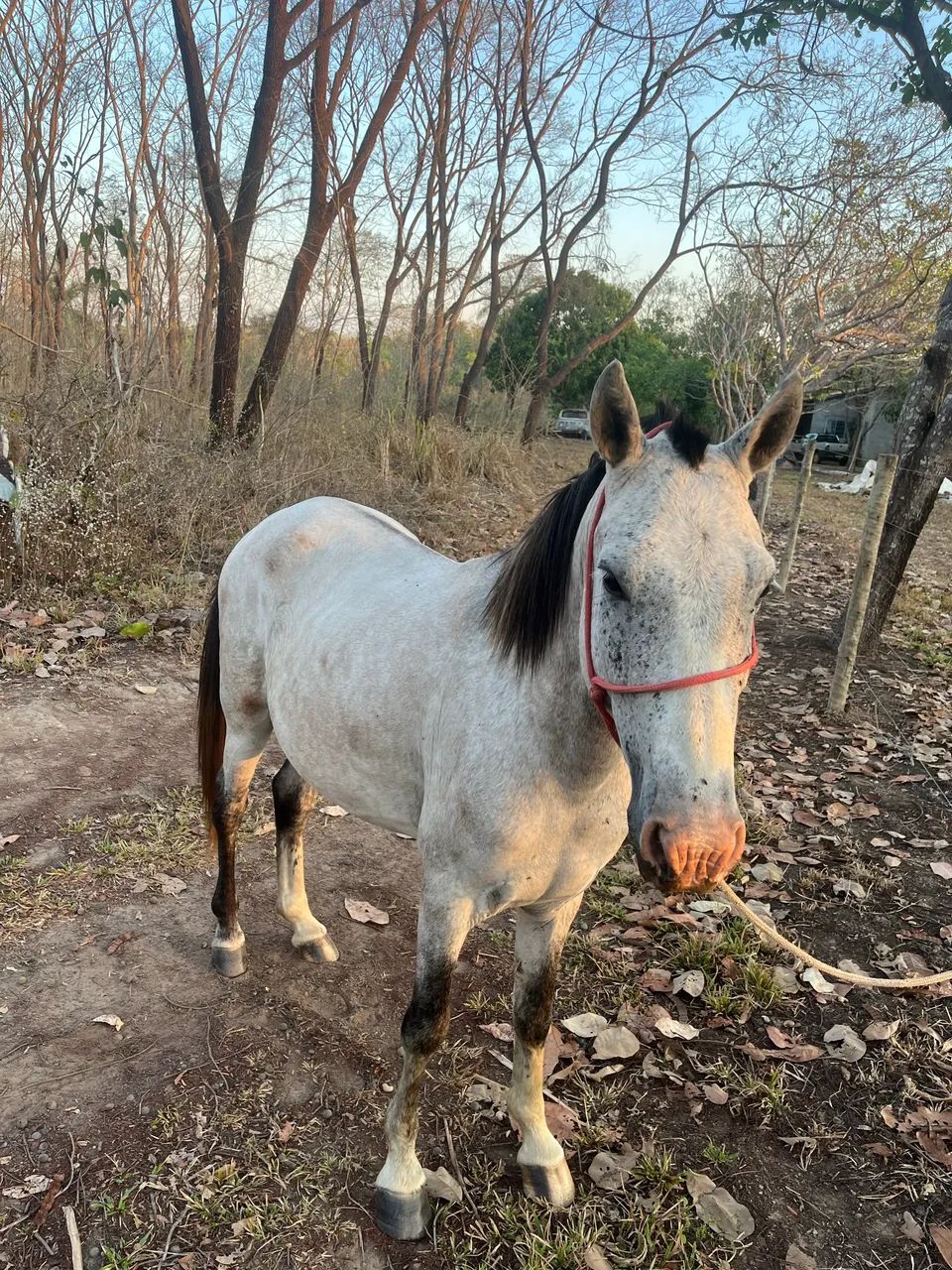 Vendo cavalo manso  - Foto 2