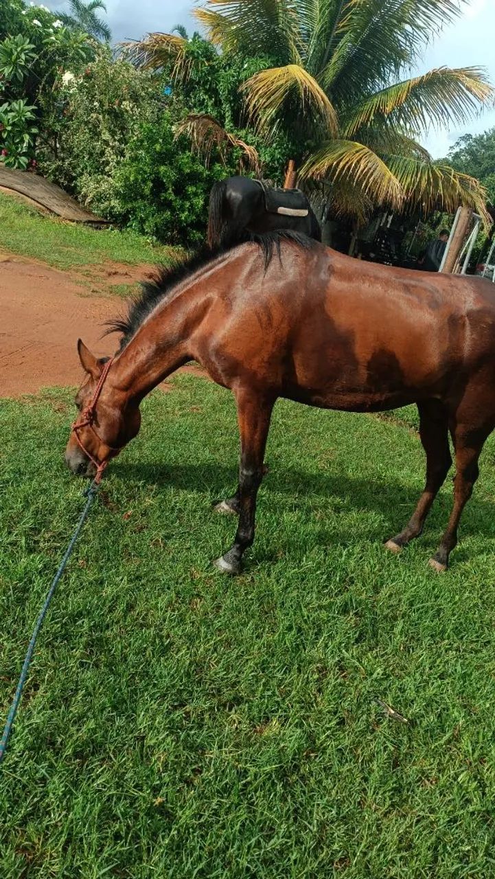 Égua castanha - Foto 3