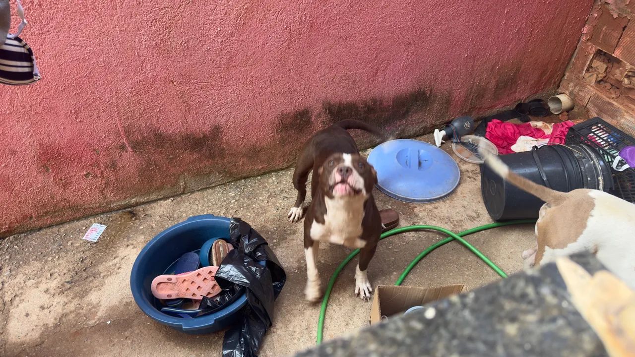 Cachorro 