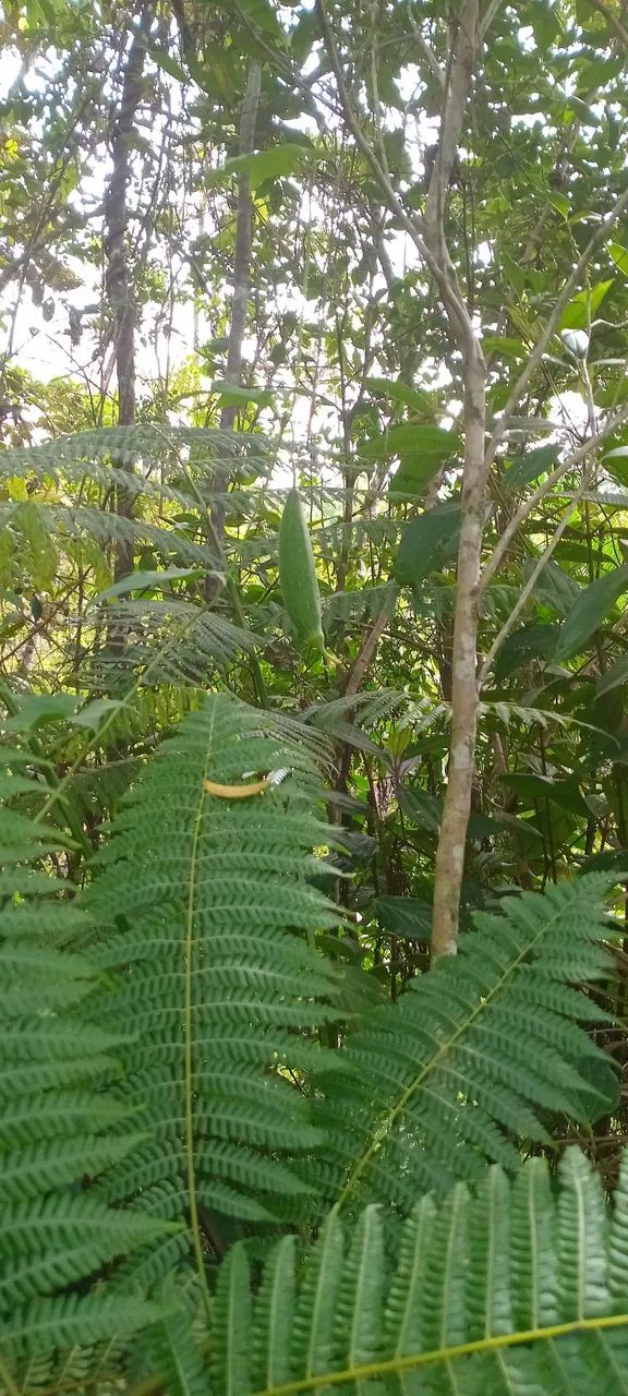 Chacara - Foto 4