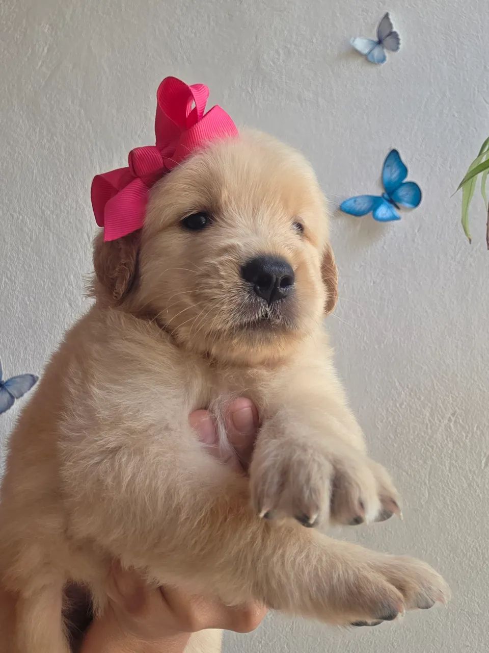 Golden  - Foto 2