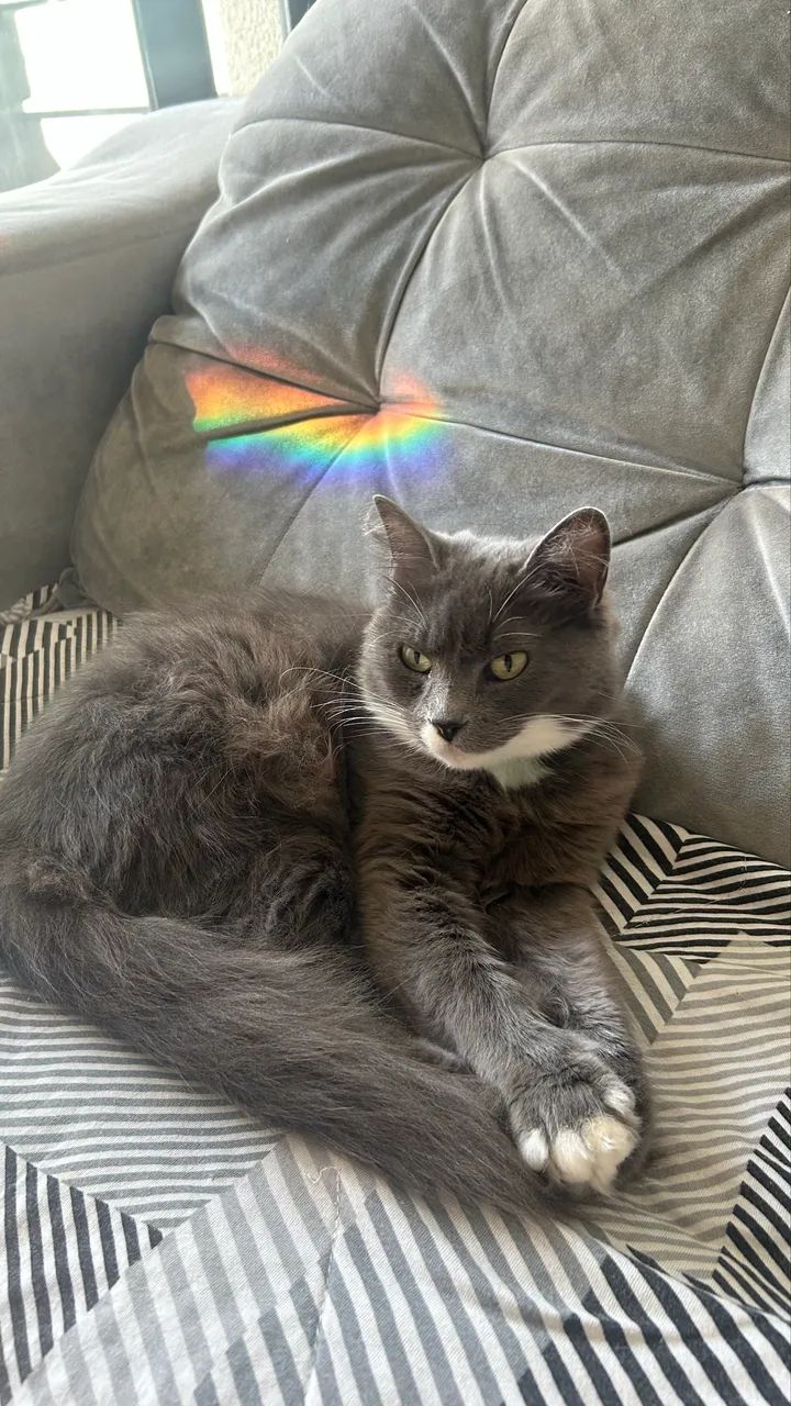 Duas gatinhas para adoção responsável  - Foto 5