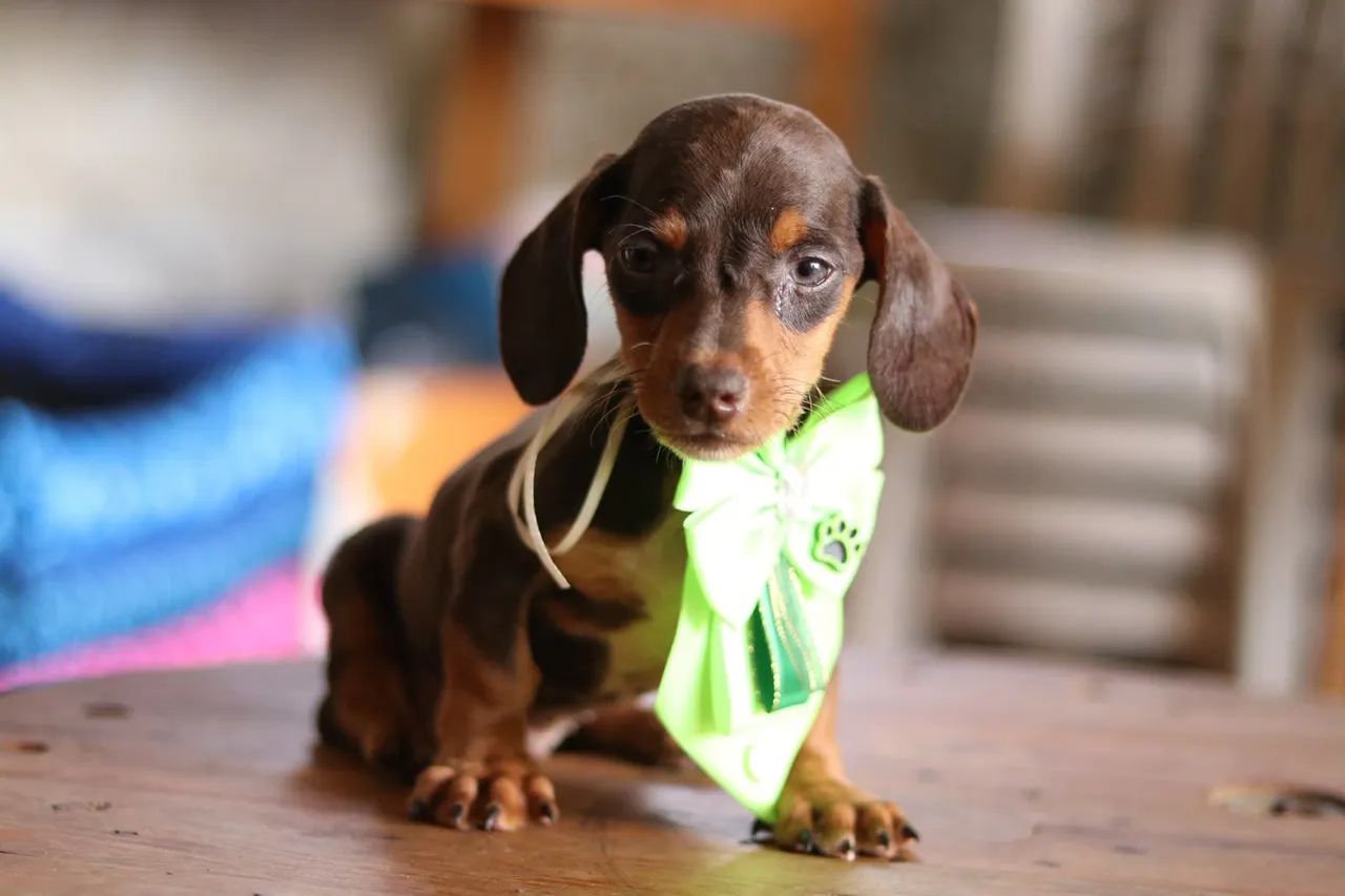 Dachshund PARCELAMOS *** - Foto 4