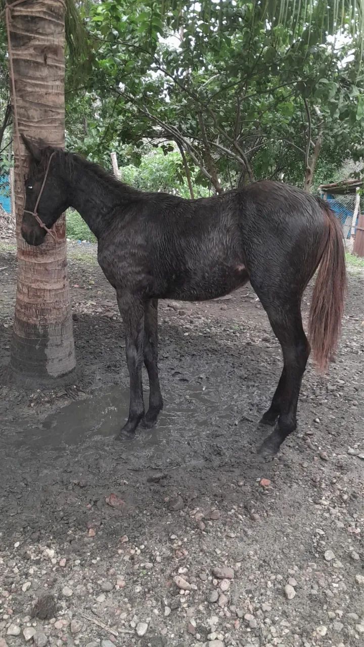 Vende-se Potra Mestiça  - Foto 2