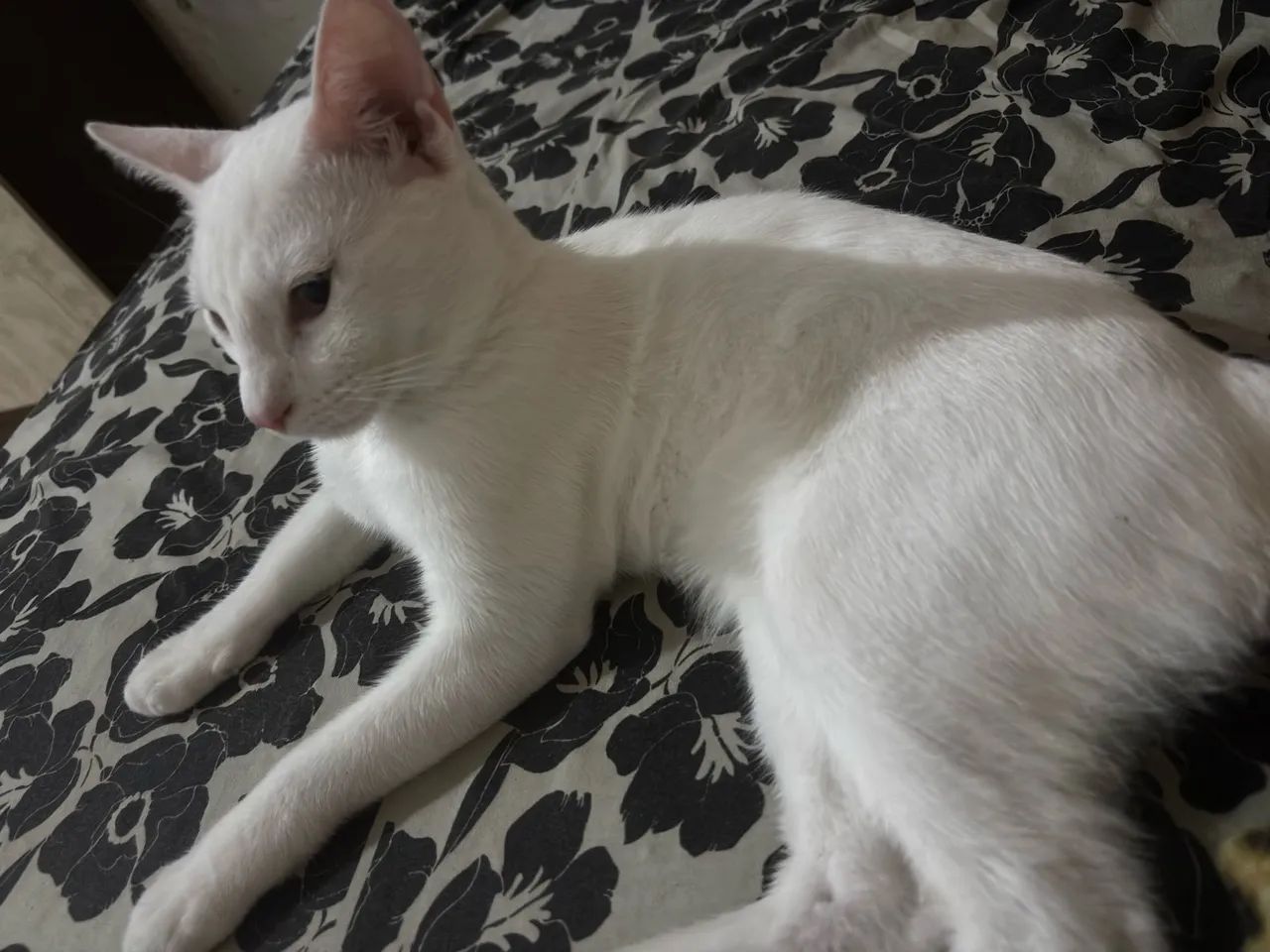 Doação de gatos urgente  - Foto 3