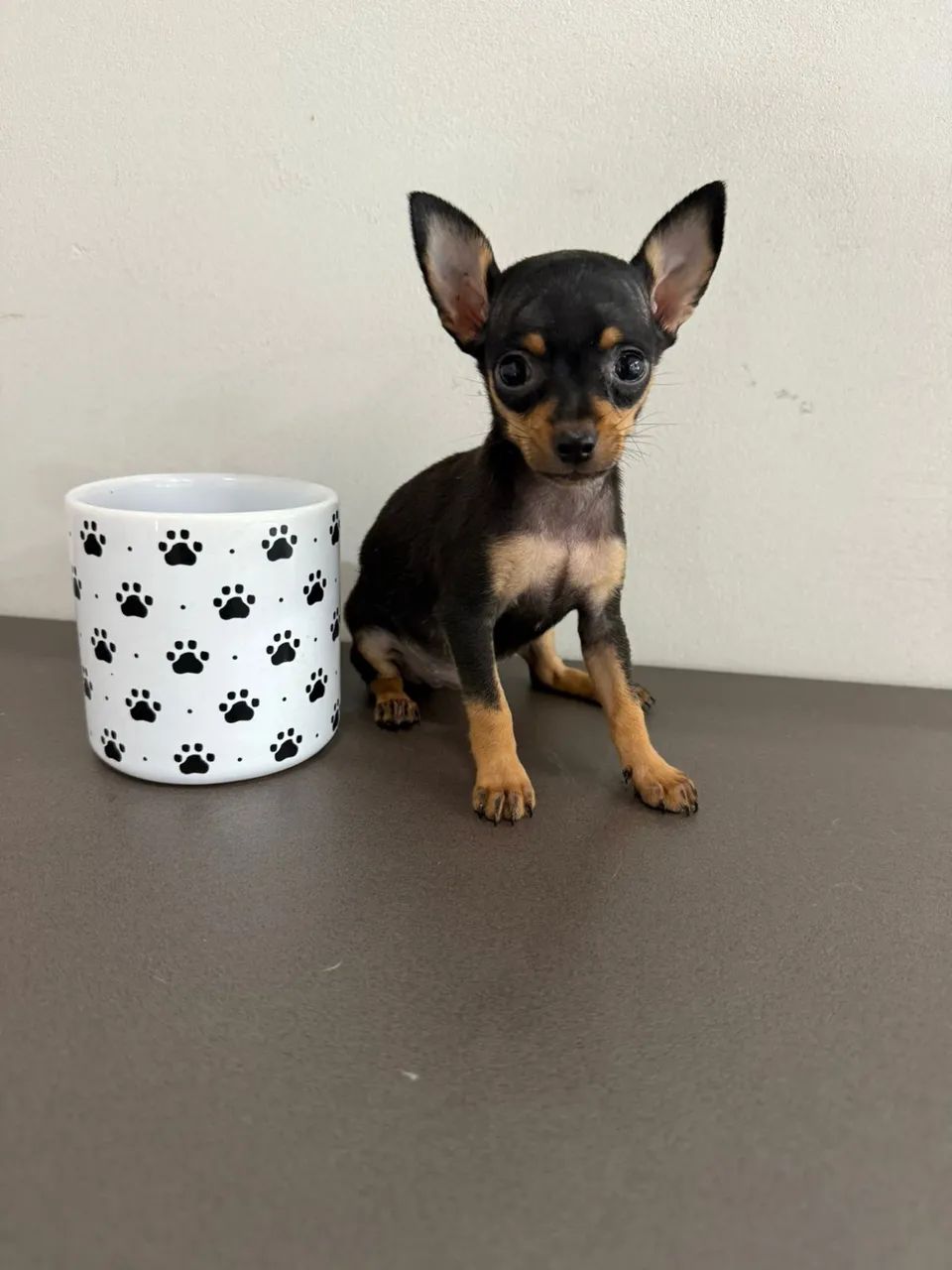 Pinscher Zero - Foto 2