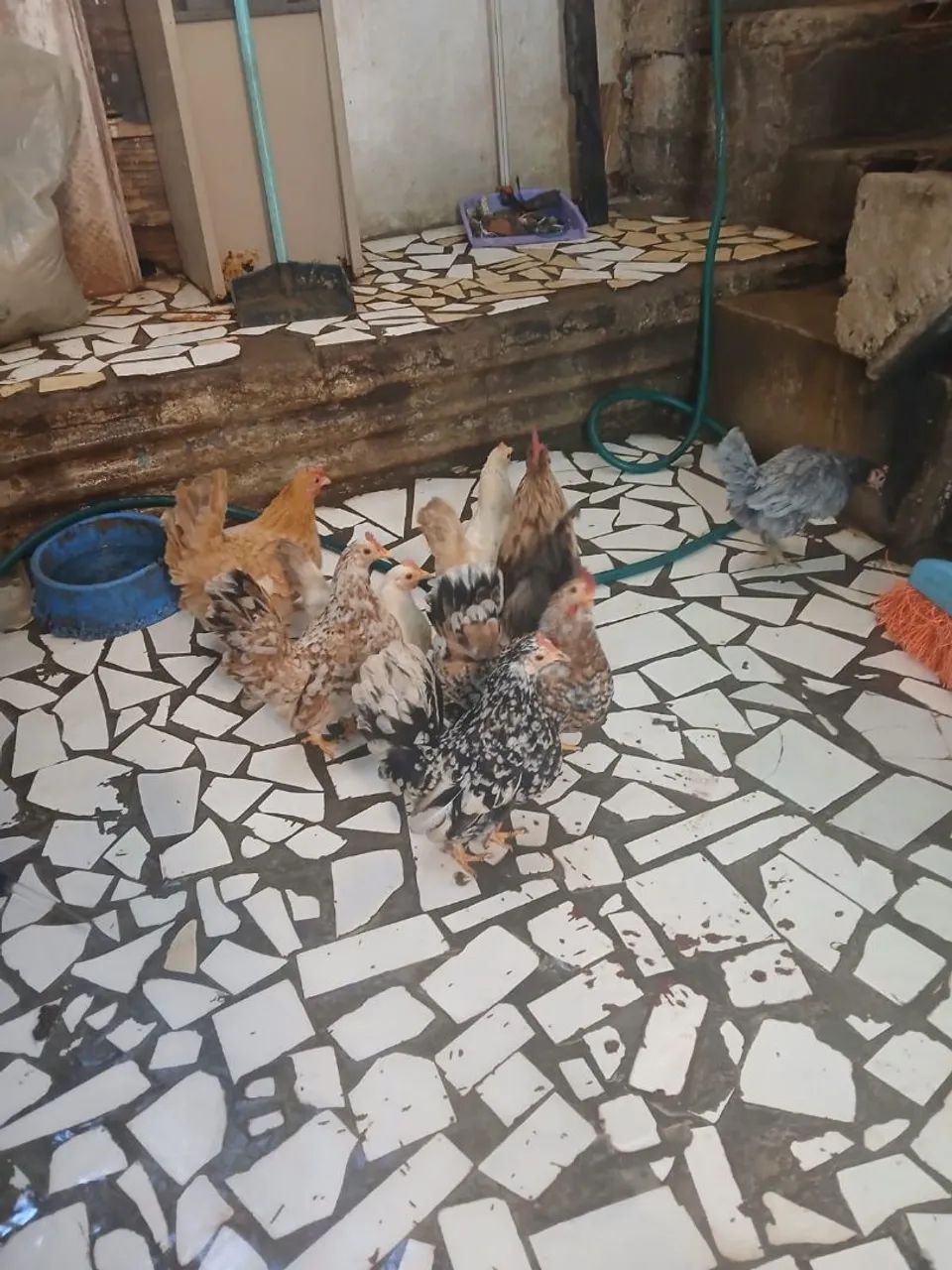 Lote de galinhas 