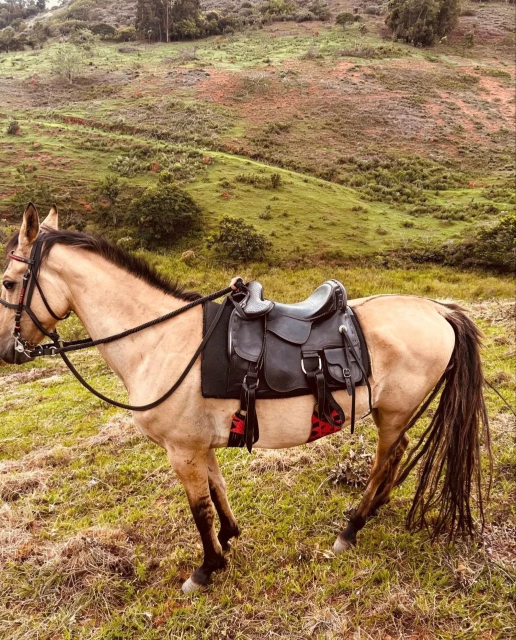 Cavalo manso e treinado - Foto 3