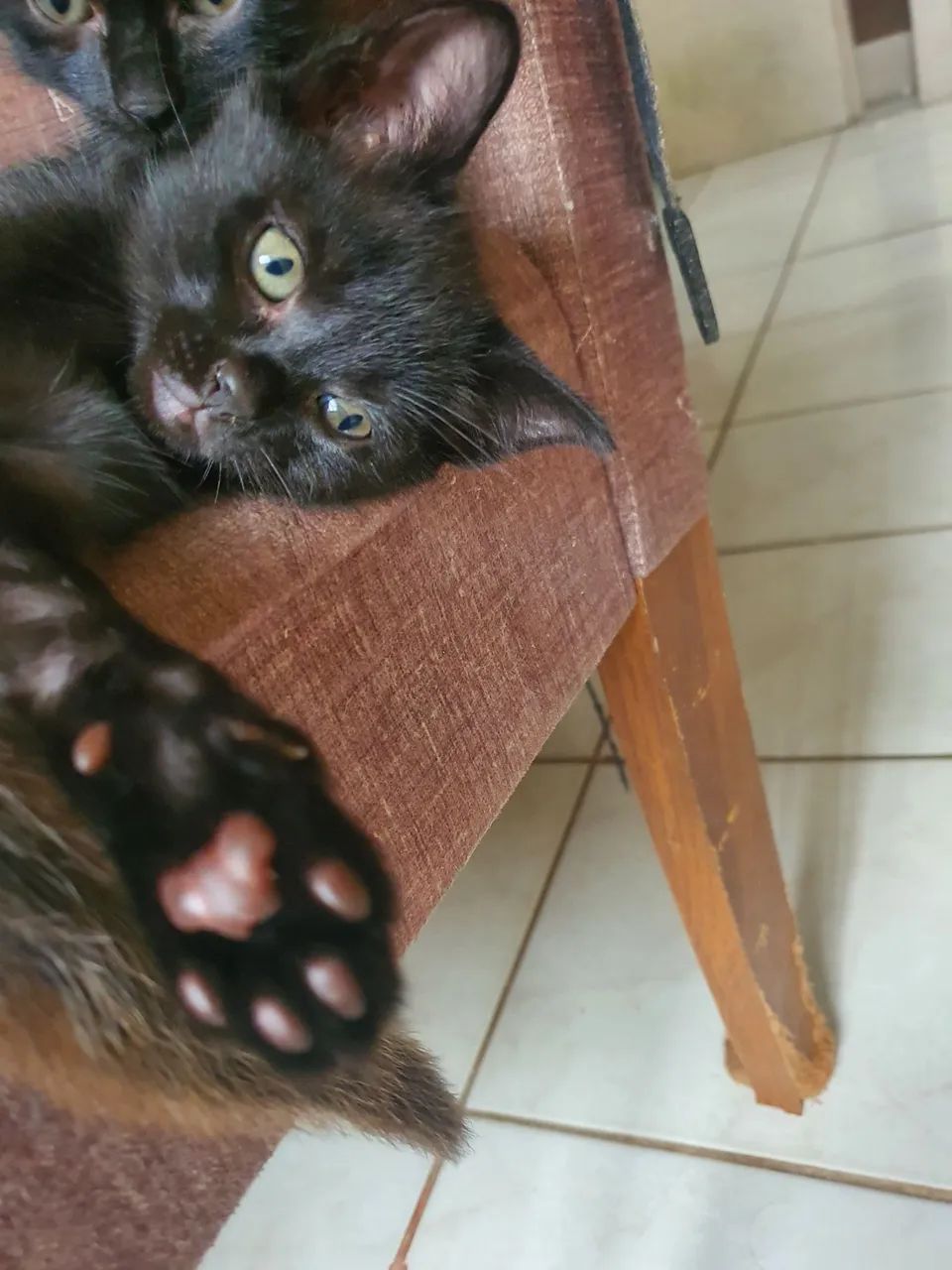 Filhotes de gato - Foto 2
