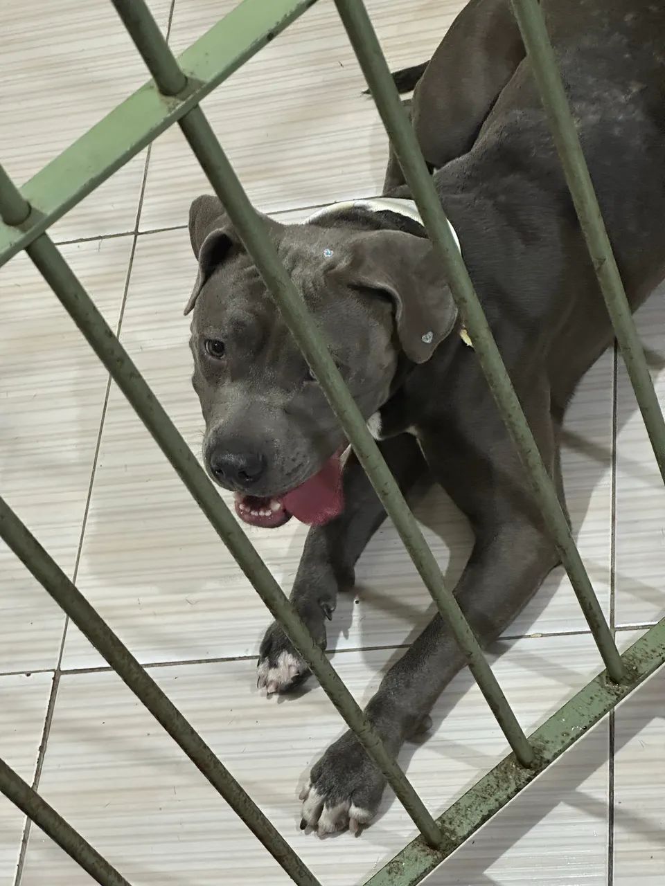 American bully - Foto 5