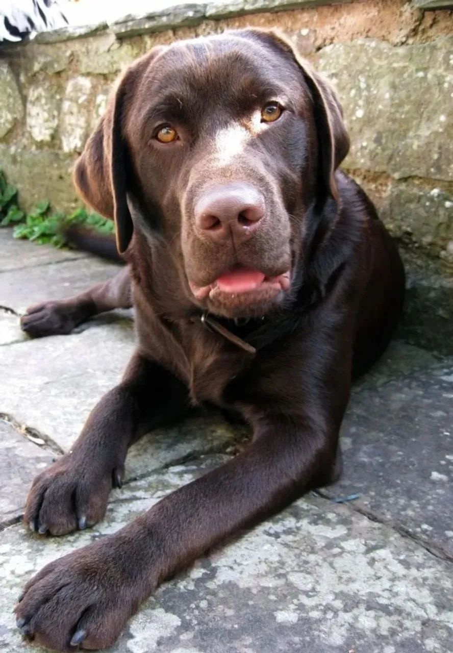 Labrador macho 