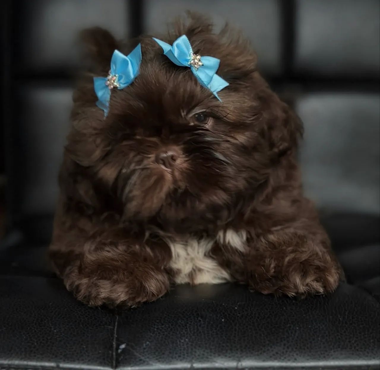 Shih tzu fêmea e macho micro 