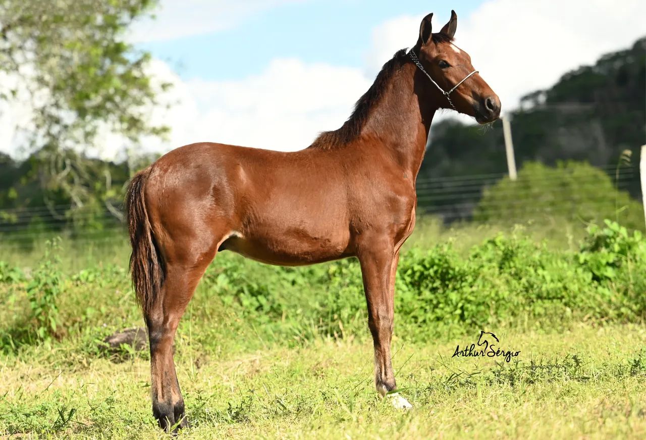 Cavalo / potro mangalarga marchador   - Foto 2