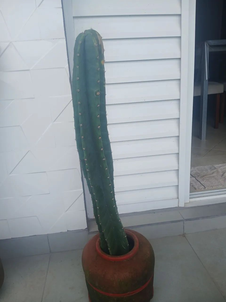 Cacto - Foto 3