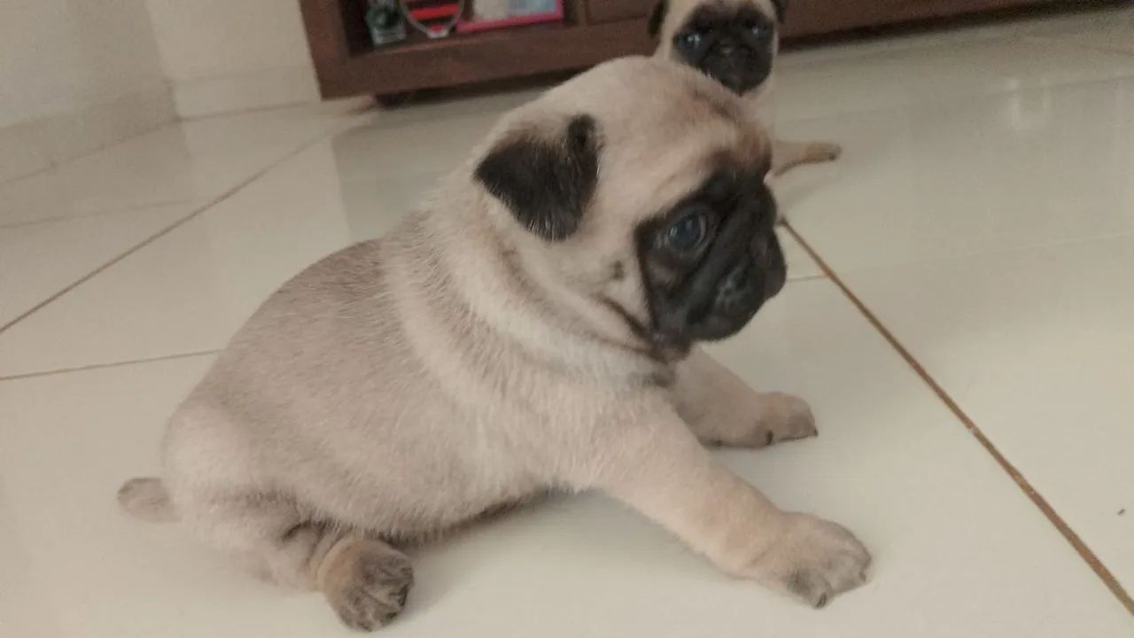 Pug disponível macho - Foto 2
