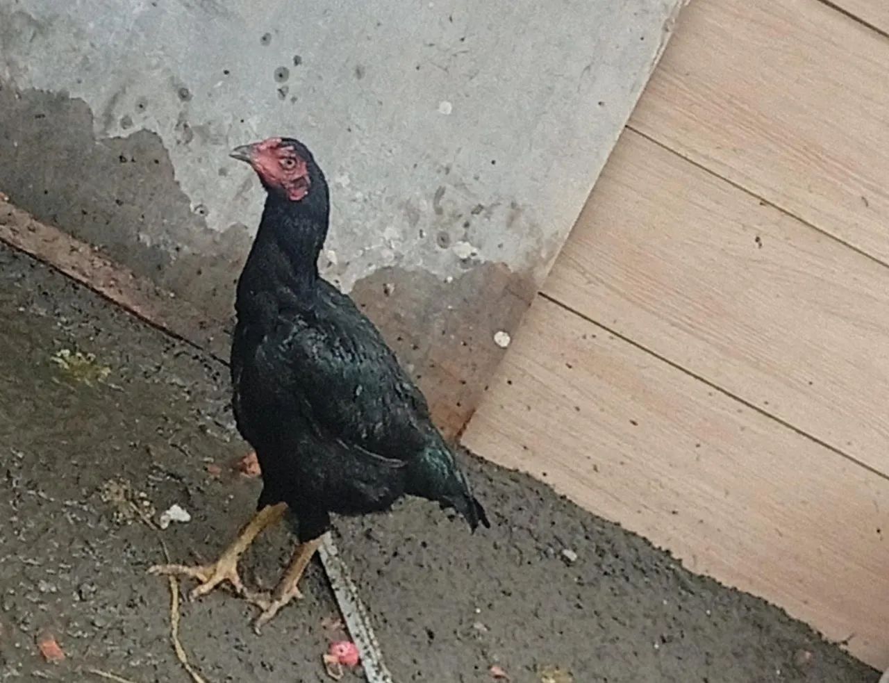 1 galo 6 galinha - Foto 4
