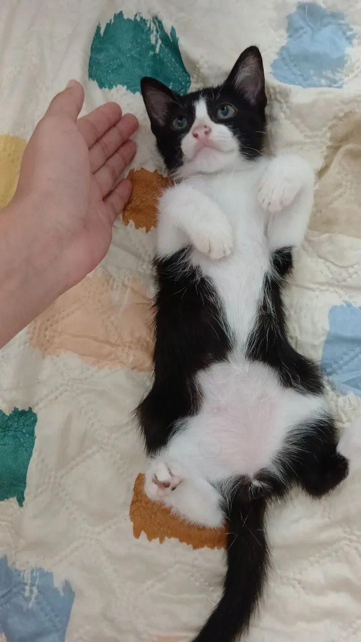 2 gatinhos machos - 3 messes - Foto 5